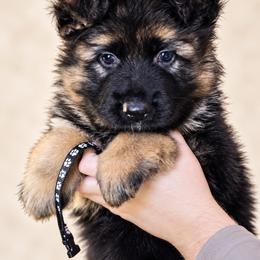 Black boy - Black and red male German Shepherd puppy in Johnstown, Ohio from Vom Haus Neufus