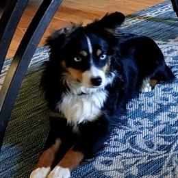 LOLA - Miniature Australian Shepherd