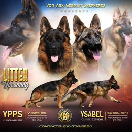 German Shepherd puppies from Von Arc German Shepherds