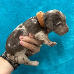 Beau - Dapple male Dachshund puppy in Lincoln, Arkansas from Red Dirt Dachshunds