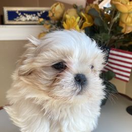 Boy 3 - Shih Tzu puppy in Troy, Michigan from "Shihtzu Best Friend"