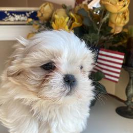 Boy 3 - Shih Tzu puppy in Troy, Michigan from "Shihtzu Best Friend"