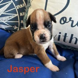 Boxer Puppies from Happy Go Boxers