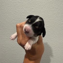 Star - Piebald female Dachshund puppy in Troup, Texas from Darling Doxies