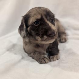 Hazelnut - Dapple female Dachshund puppy in San Diego, California from Sweetheart Doxies LLC
