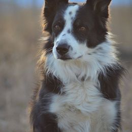Border Collies from JiJin Kennels