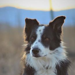 Border Collies from JiJin Kennels