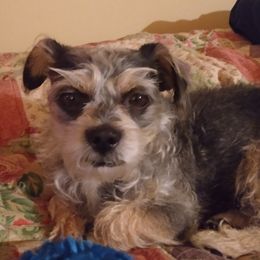 Morkies from Glenwood Project