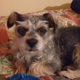 Morkies from Glenwood Project
