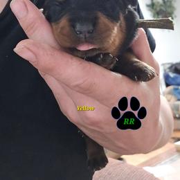 Yellow - Black and mahogany female Rottweiler puppy in Tangent, Oregon from Raya's Royals