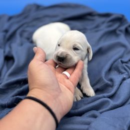Golden Retriever puppies from 11 Oaks Kennels