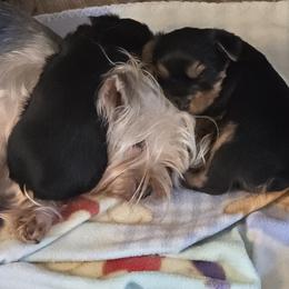 Yorkshire Terrier Puppies from Cheryl Kandoll