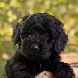 Boy 4 - Black male Goldendoodle puppy in Vacaville, California from Starlight Goldendoodles