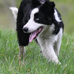Mindi - Black and white female Border Collie puppy in Strafford, Vermont from Thundering Paws Farm Working Collies