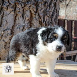 Miniature Australian Shepherd Puppies from Yarborough Kennels