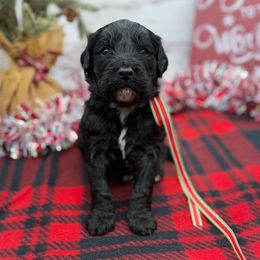 Coal - Black male Goldendoodle puppy in Lisbon, Ohio from Willow Lane Doodles