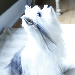 Yorkshire Terriers from Parti Yorkies of the Grove