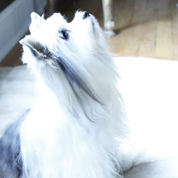 Yorkshire Terriers from Parti Yorkies of the Grove