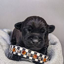 Patterdale Terrier Puppies from Moormont Kennels