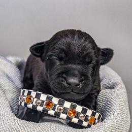 Patterdale Terrier Puppies from Moormont Kennels