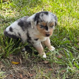 Lina ASRD - Blue merle female Miniature Australian Shepherd puppy in Polk City, Florida from Skaky Shepherds