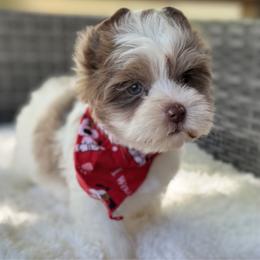 Dapper - Chocolate, tan and white male Yorkshire Terrier puppy in Hardin, Texas from Katrinas puppies