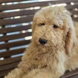 Nani (Standard) - Apricot female Poodle puppy in West Point, Mississippi from Golden Paws