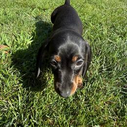 Mindy - Black and tan female Dachshund puppy in Watertown, Massachusetts from Jae’s Puppy House