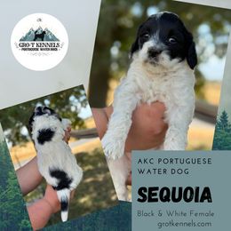 Sequoia - Black and white female Portuguese Water Dog puppy in Weston, Idaho from Gro-T Kennels