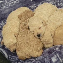 Assorted Doodle Crosses from Mini Doodle Dandies