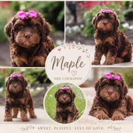 Maple - Brown and tan female Cockapoo puppy in Millville, California from Hope Lane Kennels