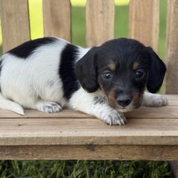 Wire hair Black Pie Girl - Piebald female Dachshund puppy in Nashville, Arkansas from Whisenhunt Farms