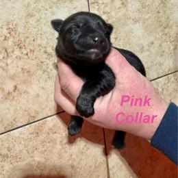 Pink Collar - Sable female German Shepherd puppy in Willington, Connecticut from Wertvoll German Shepherds