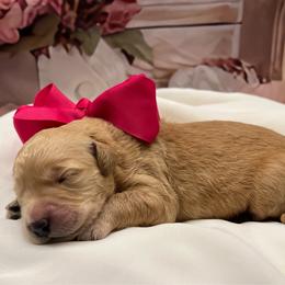 Paisley - Cream female Goldendoodle puppy in The Woodlands, Texas from Gracie's Goldendoodles and Bernedoodles