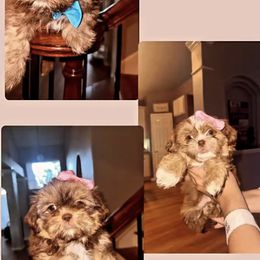 Shih Tzu All Grown Up from Khloe’s Shih Tzus