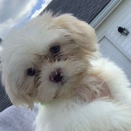 Shih Tzus and Shorkies from Kennel in the Valley
