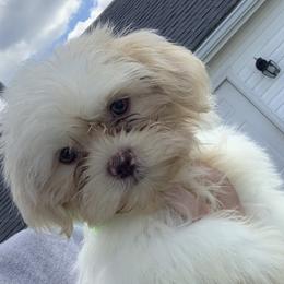 Shih Tzus and Shorkies from Kennel in the Valley
