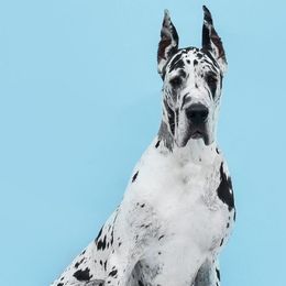 Great Danes from ROYAL EXCALIBUR