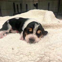 Second Little Girl - Black brown and white female Basset Hound puppy in Hurtsboro, Alabama from PARK’s Family Farm