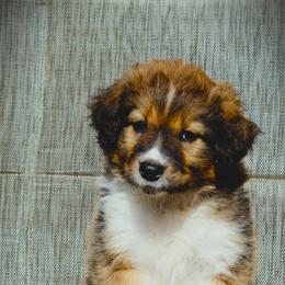 English Shepherd Puppies from Town & Country English Shepherds