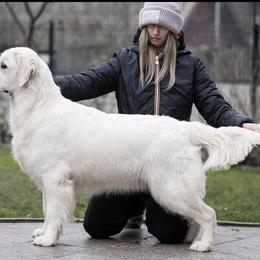 Volya - Golden Retriever