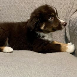 Miniature Australian Shepherd Puppies from Arch Hill Mini Aussies