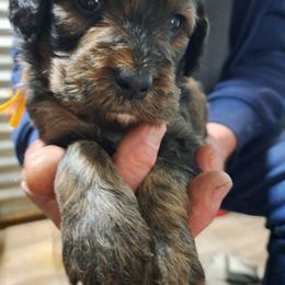 Hope yellow collar - Chocolate merle female Bernedoodle puppy in Lafayette, Alabama from Williams Lake Doodles