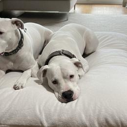 Dogo Argentinos from Dogo Argentino Puppies