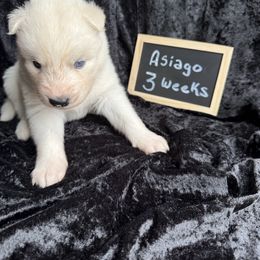 Asiago - White male Siberian Husky puppy in Southampton, New Jersey from First Frost Kennels
