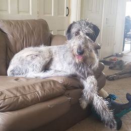 Irish Wolfhounds from Earthsong kennel