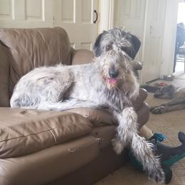 Irish Wolfhounds from Earthsong kennel