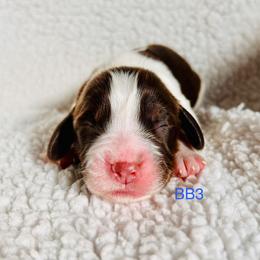 BB3 - Liver white and tan male English Springer Spaniel puppy in Britton, South Dakota from K&S Canines