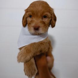 Churchill - Red  male Goldendoodle puppy in Fleming Island, Florida from Island Doodles