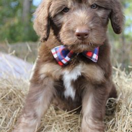 Aussiedoodle Puppies from Gore Doodle Ranch